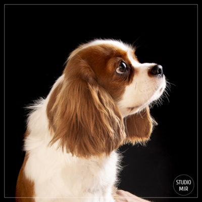 Photographe de chien dans le Val de Marne : shooting photo cavaliers king charles