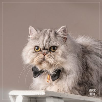 Photographe chat en région parisienne