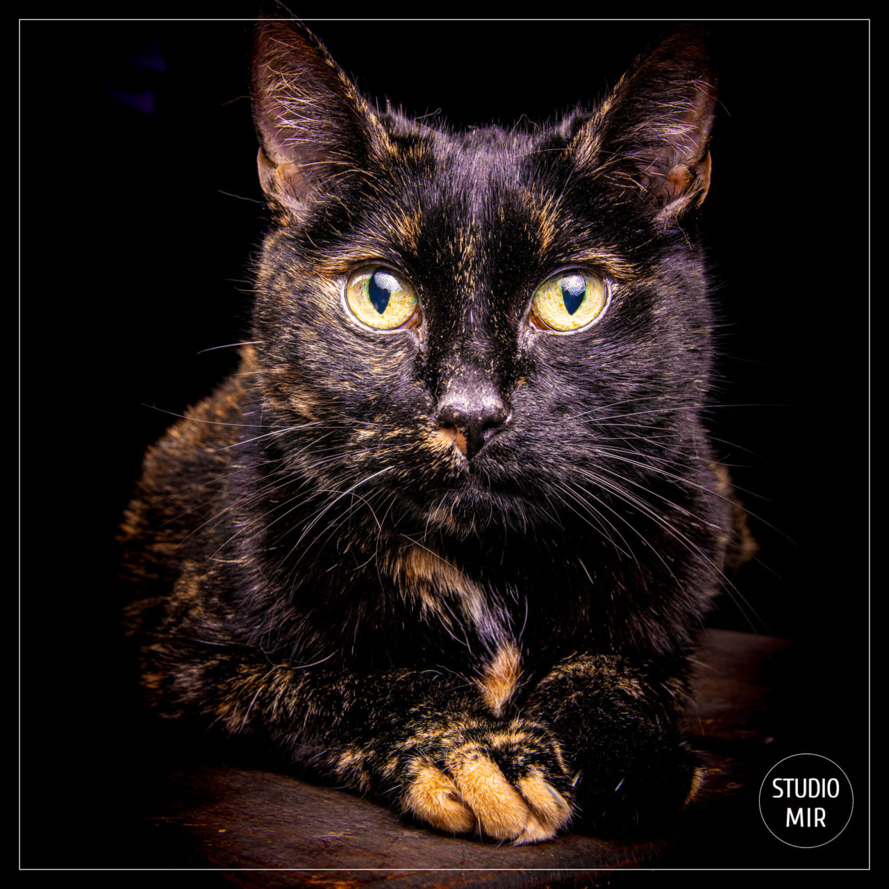 Photographe chat près de Paris en Ile de France Studio Mir Studio photo professionnel proche