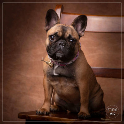 Idée cadeau pour Noël : Séance photo canine en studio près de Paris