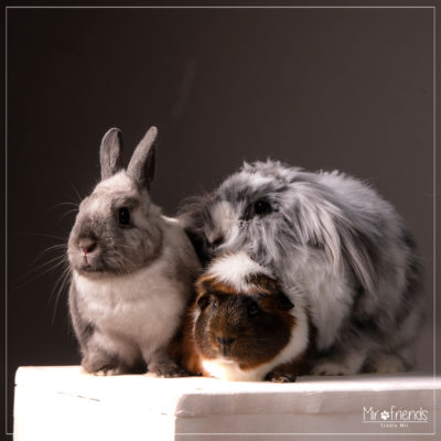 Photographe animalier dans le 94 – Séance photo Lapin et cochon d’Inde en studio