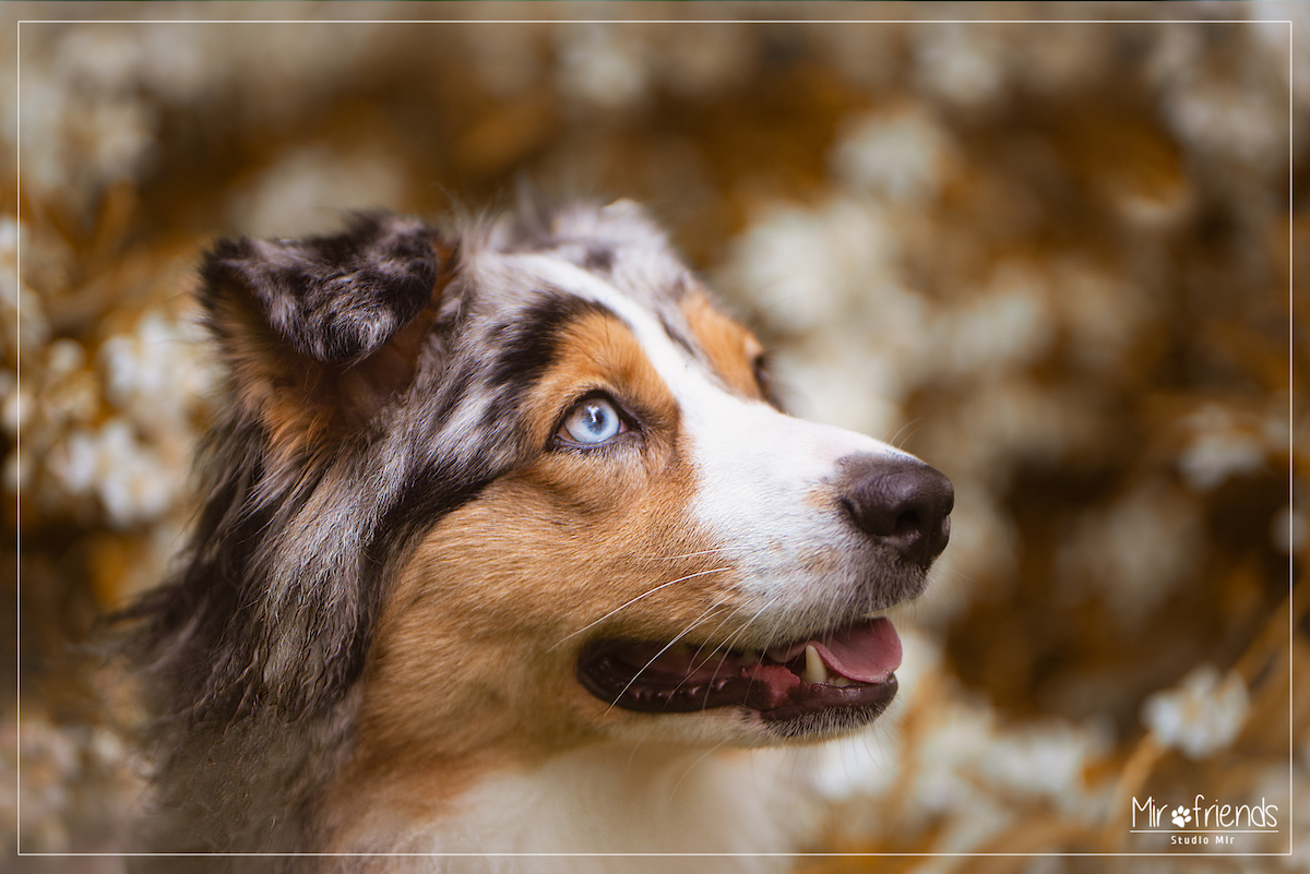 Photographe canin dans le 94