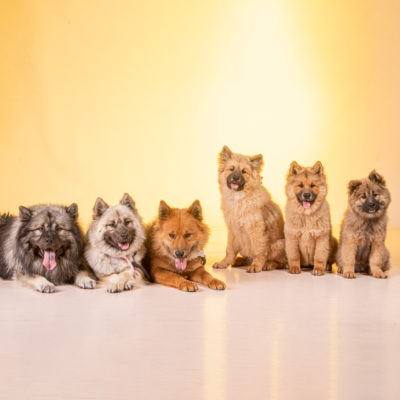 Photographe chien et chats dans le 94 : Shooting  Eurasier en studio photo