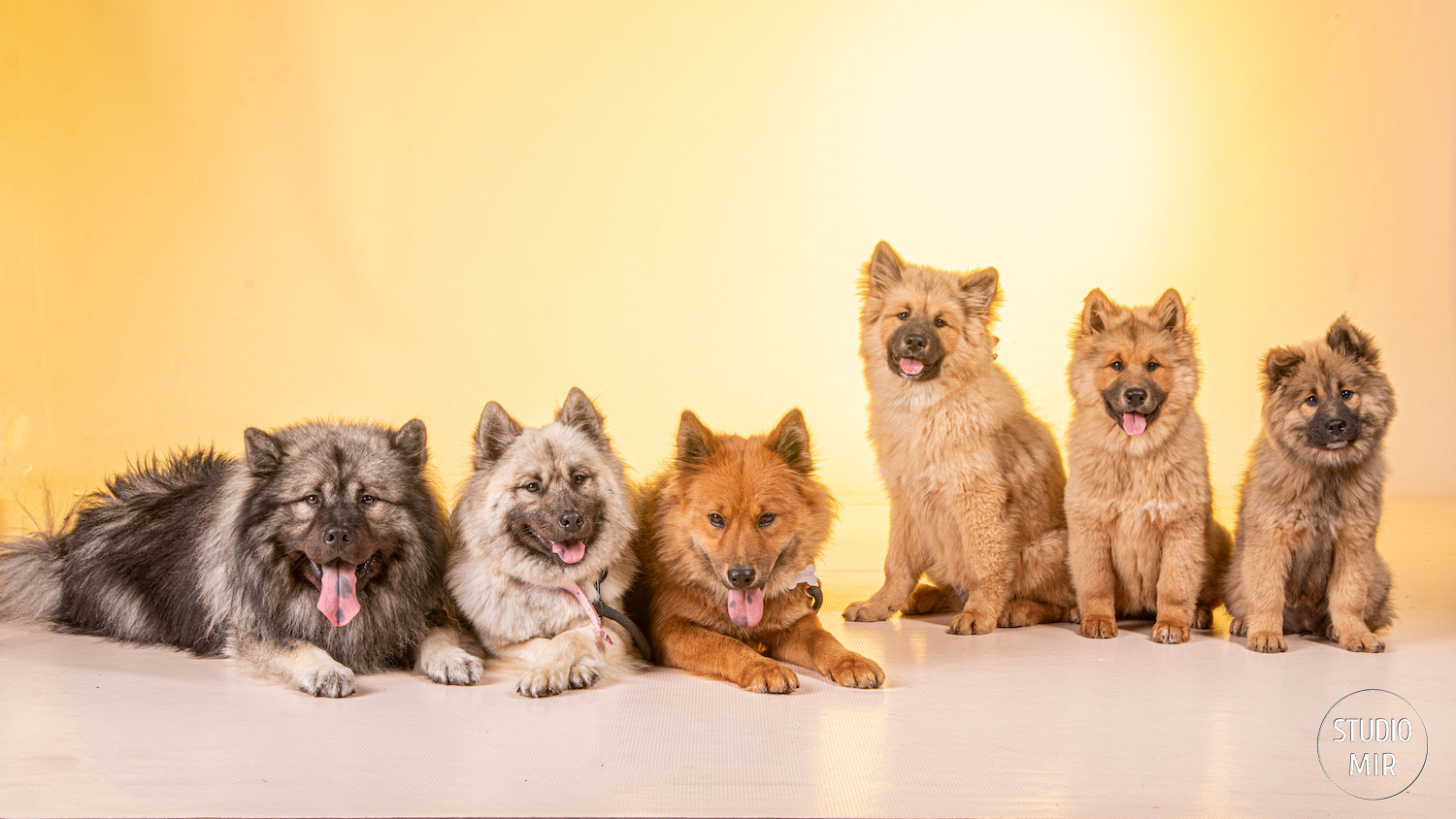 Photographe chien et chats dans le 94 : Shooting Eurasier en studio photo