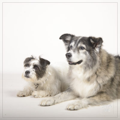 Portrait de votre animal de compagnie en studio