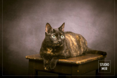 Faites de votre chat une star avec un portrait au Studio Mir