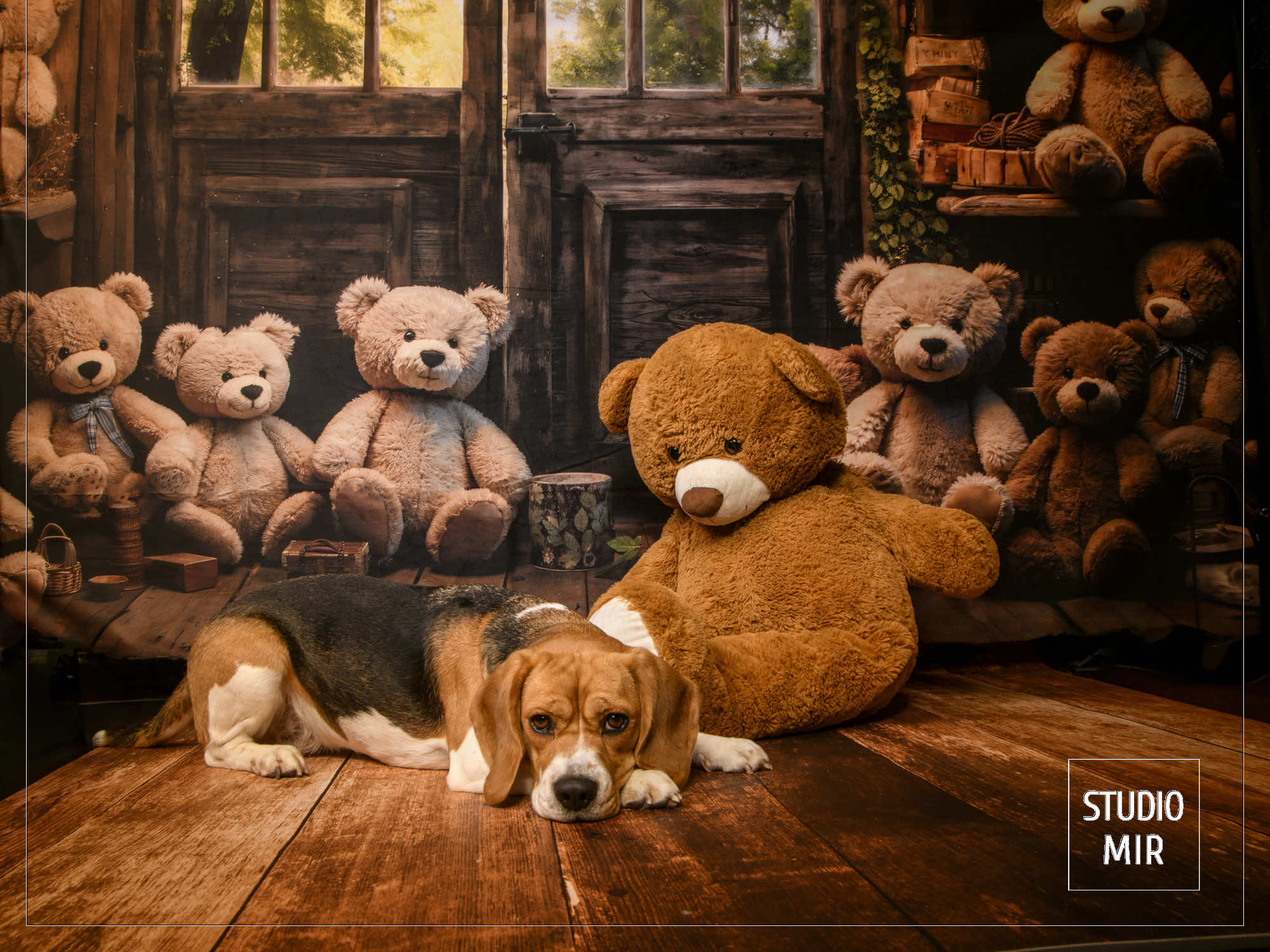 Séance photos avec son chien pour Noël