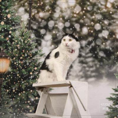 Photos de Noël pour chat en studio photos