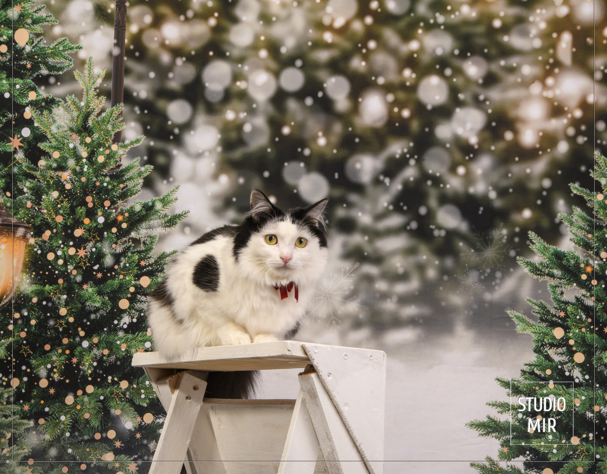 Photos de Noël pour chat en studio photos