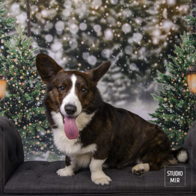 Photos de Noël avec votre chien au Studio Mir