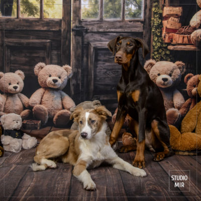 Séance Photo Animalière au Studio Mir Saint-Maur