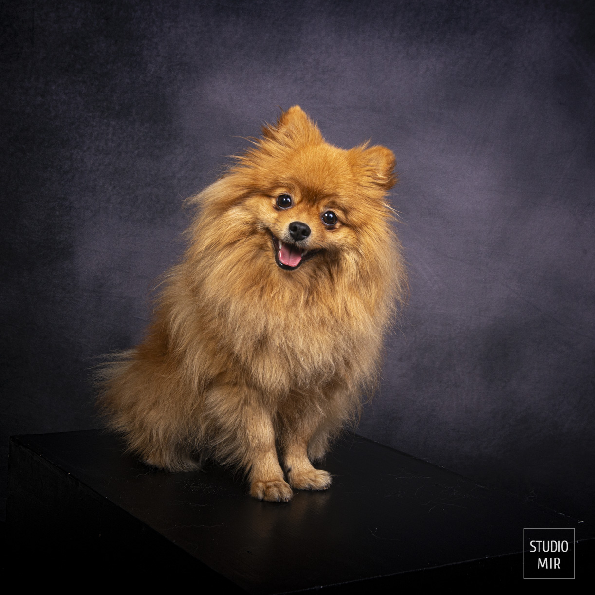 Shooting photos avec votre chien dans le Val de Marne