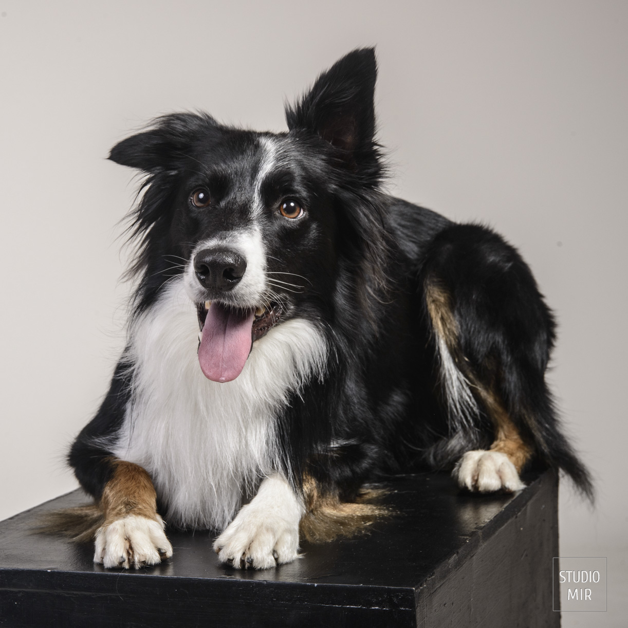 Photographe pour chien en studio dans le 94. Séance photo professionnelle pour votre animal au Studio Mir dans le Val de Marne. Portraits élégants et souvenirs uniques