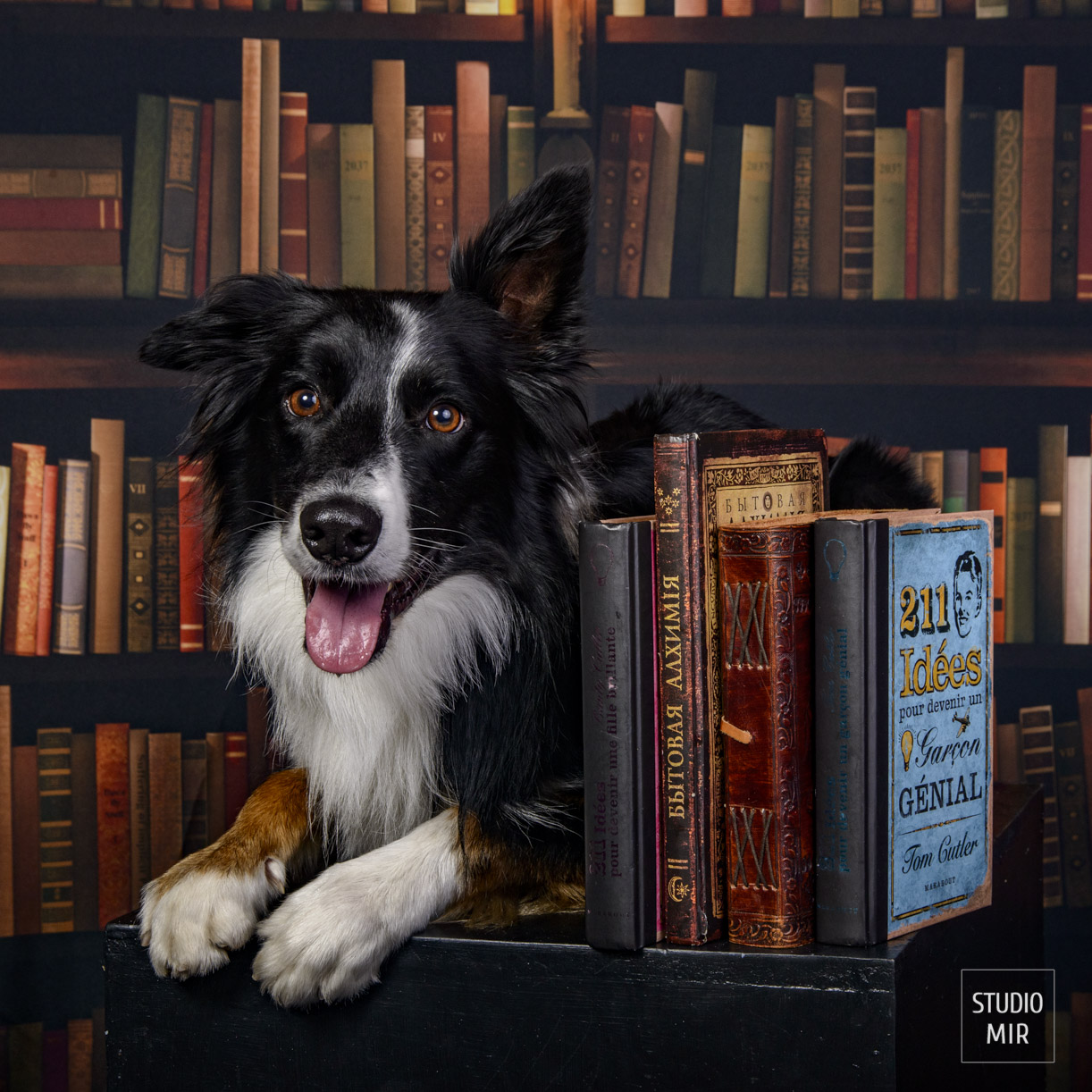 Photographe pour chien en studio dans le 94. Séance photo professionnelle pour votre animal au Studio Mir dans le Val de Marne. Portraits élégants et souvenirs uniques