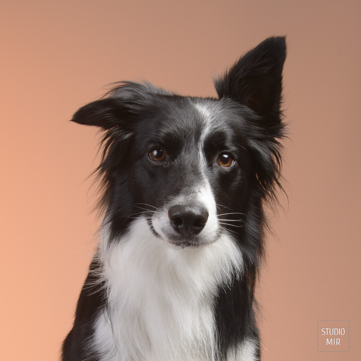 Photographe pour chien en studio dans le 94. Séance photo professionnelle pour votre animal au Studio Mir dans le Val de Marne. Portraits élégants et souvenirs uniques
