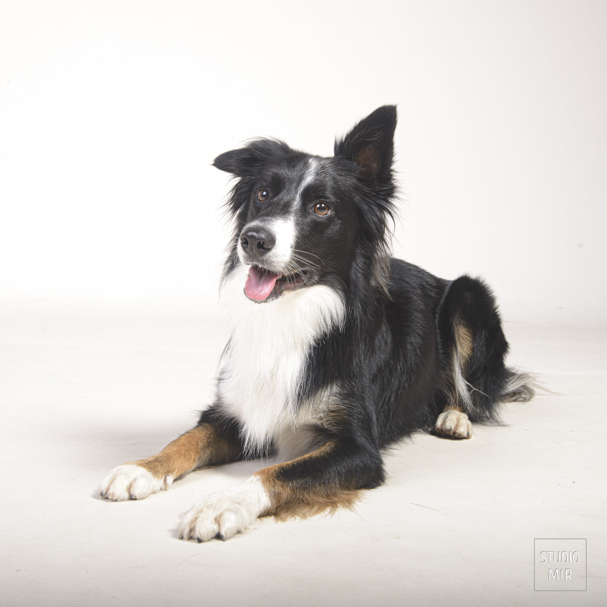 Shooting pour votre chien dans le Val de Marne. Séance photo pour créer de magnifiques souvenirs de votre compagnon à quatre pattes