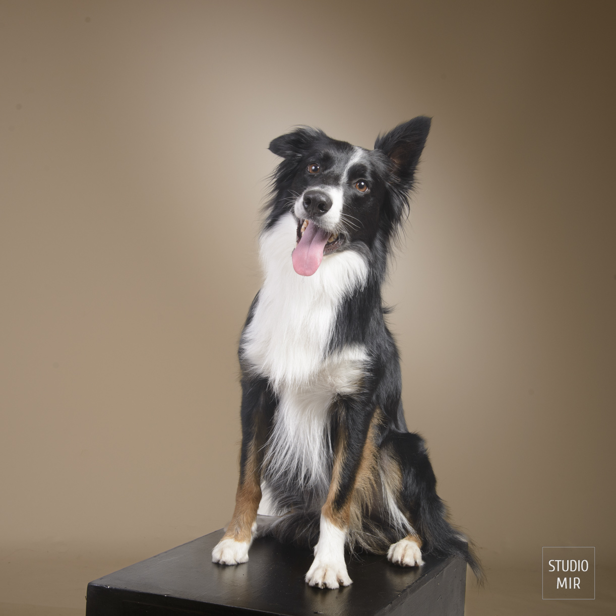 Shooting pour votre chien dans le Val de Marne. Séance photo pour créer de magnifiques souvenirs de votre compagnon à quatre pattes