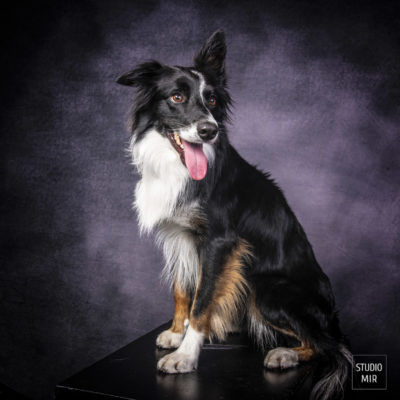 Shooting pour votre chien dans le Val de Marne