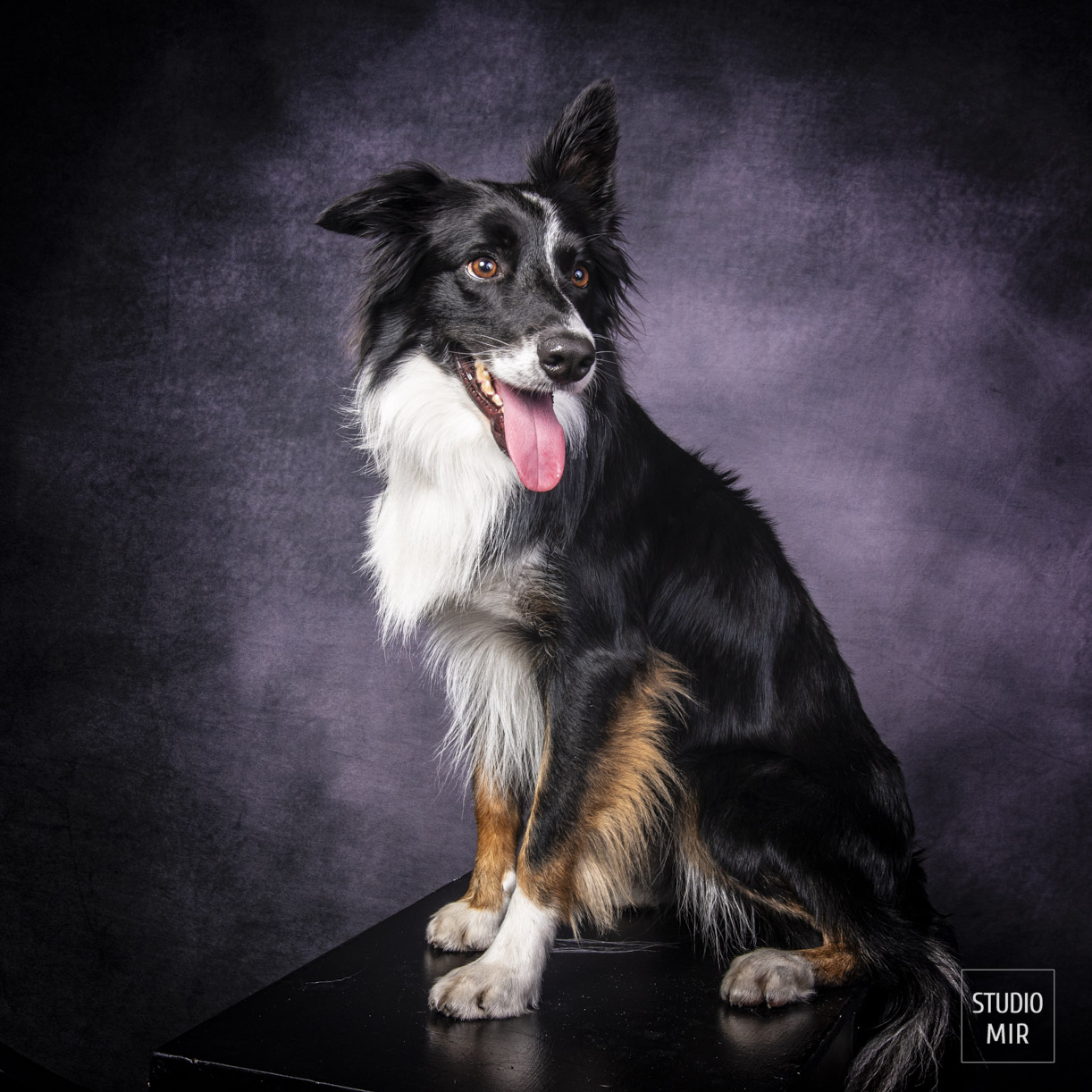 Shooting pour votre chien dans le Val de Marne. Séance photo pour créer de magnifiques souvenirs de votre compagnon à quatre pattes