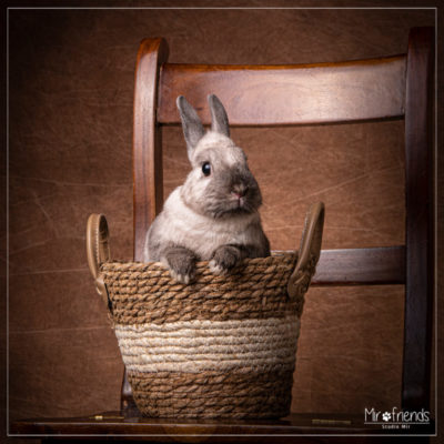 Photographe animalier dans le 94