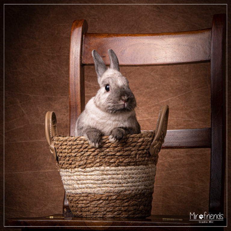 Photographe animalier dans le 94 : portraits professionnels de votre chien, chat, lapin ou animal, seul ou avec vous, dans le Val-de-Marne