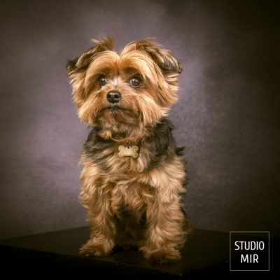 Shooting pour son chien dans le Val de Marne