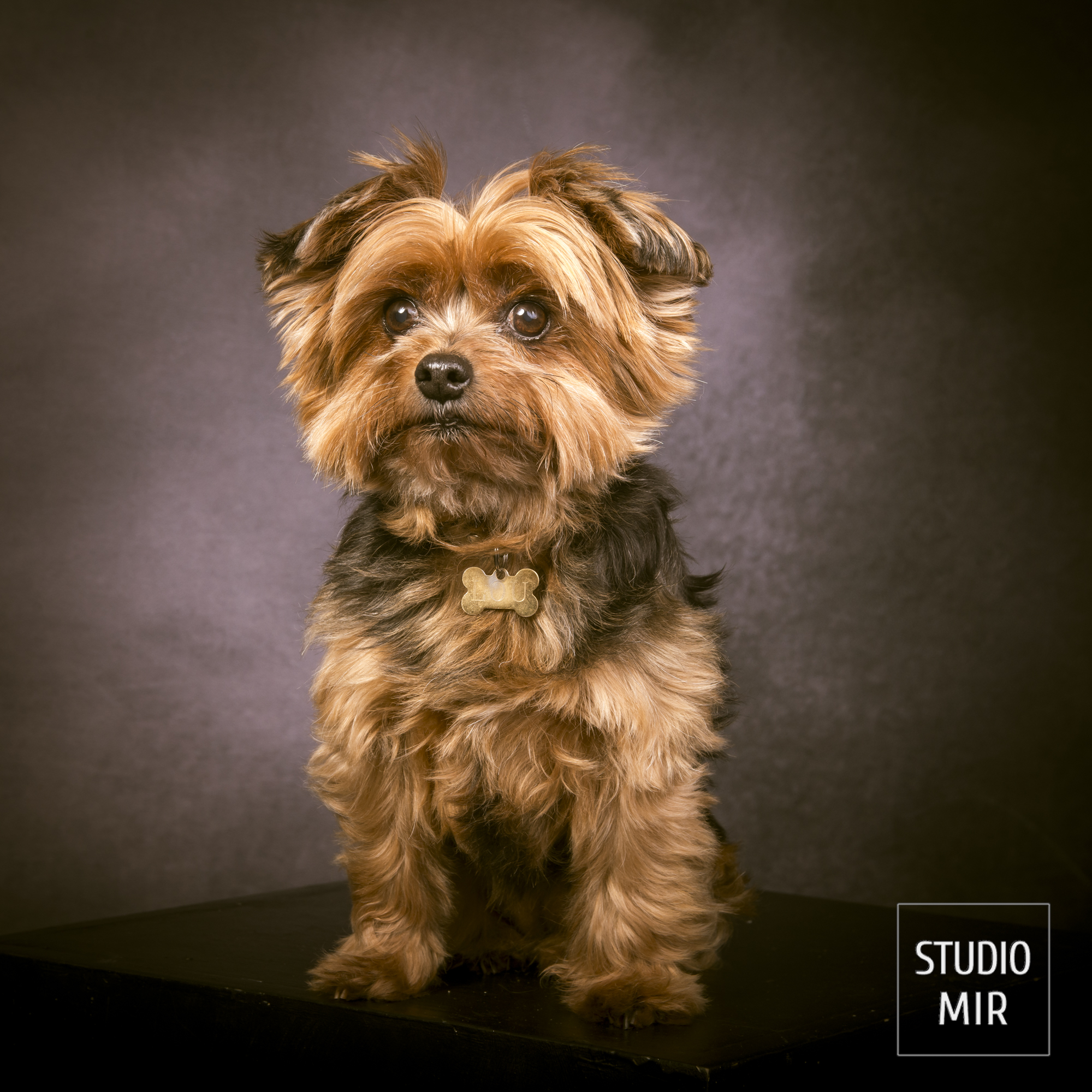 Shooting pour son chien dans le Val de Marne
